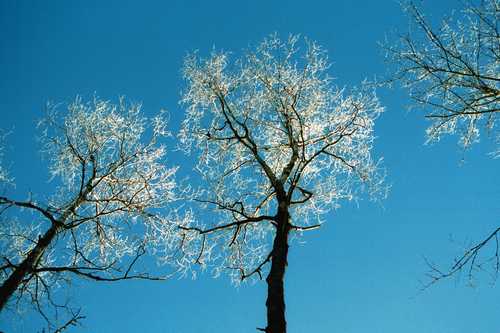 FROSTY TREES BLUE SKY